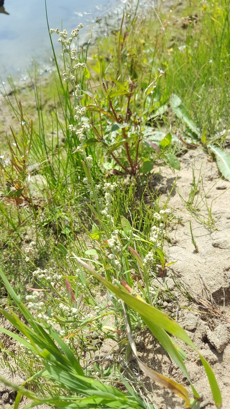 Narrowleaf Goosefoot photo 4