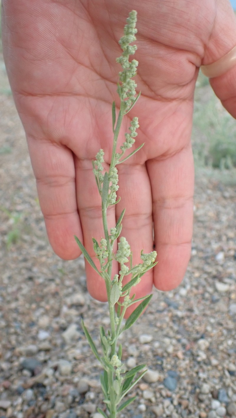 Narrowleaf Goosefoot photo 5