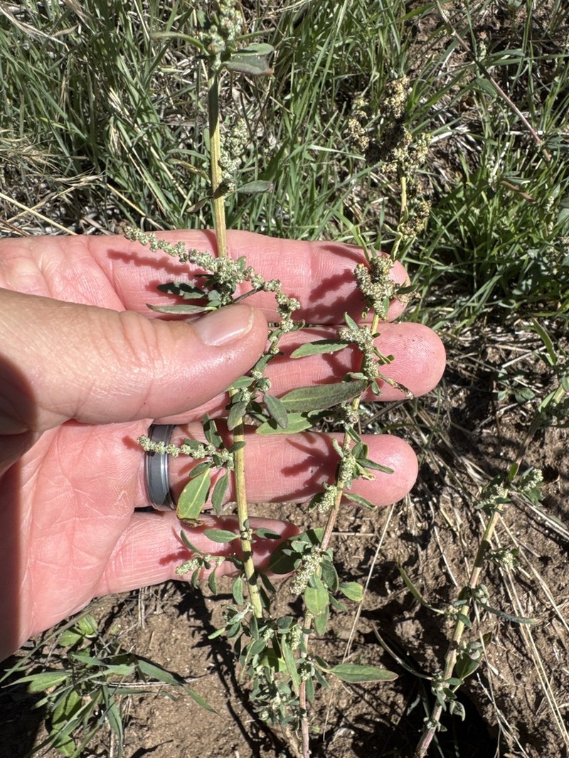 Narrowleaf Goosefoot photo 6