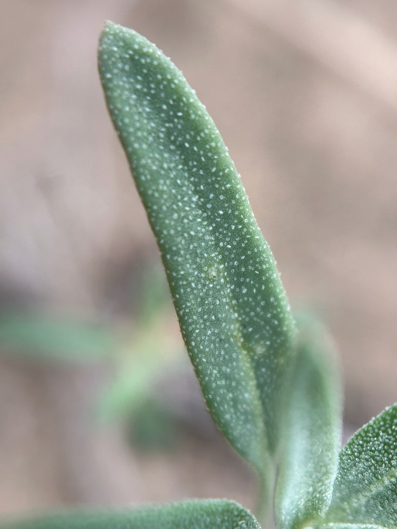 Narrowleaf Goosefoot photo 7