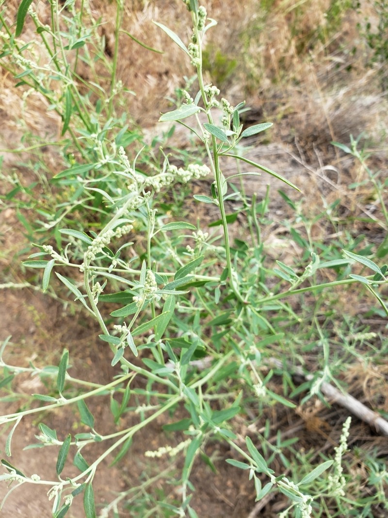 Narrowleaf Goosefoot photo 8