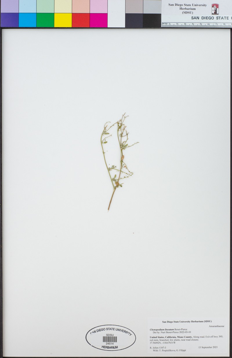 Chenopodium lineatum