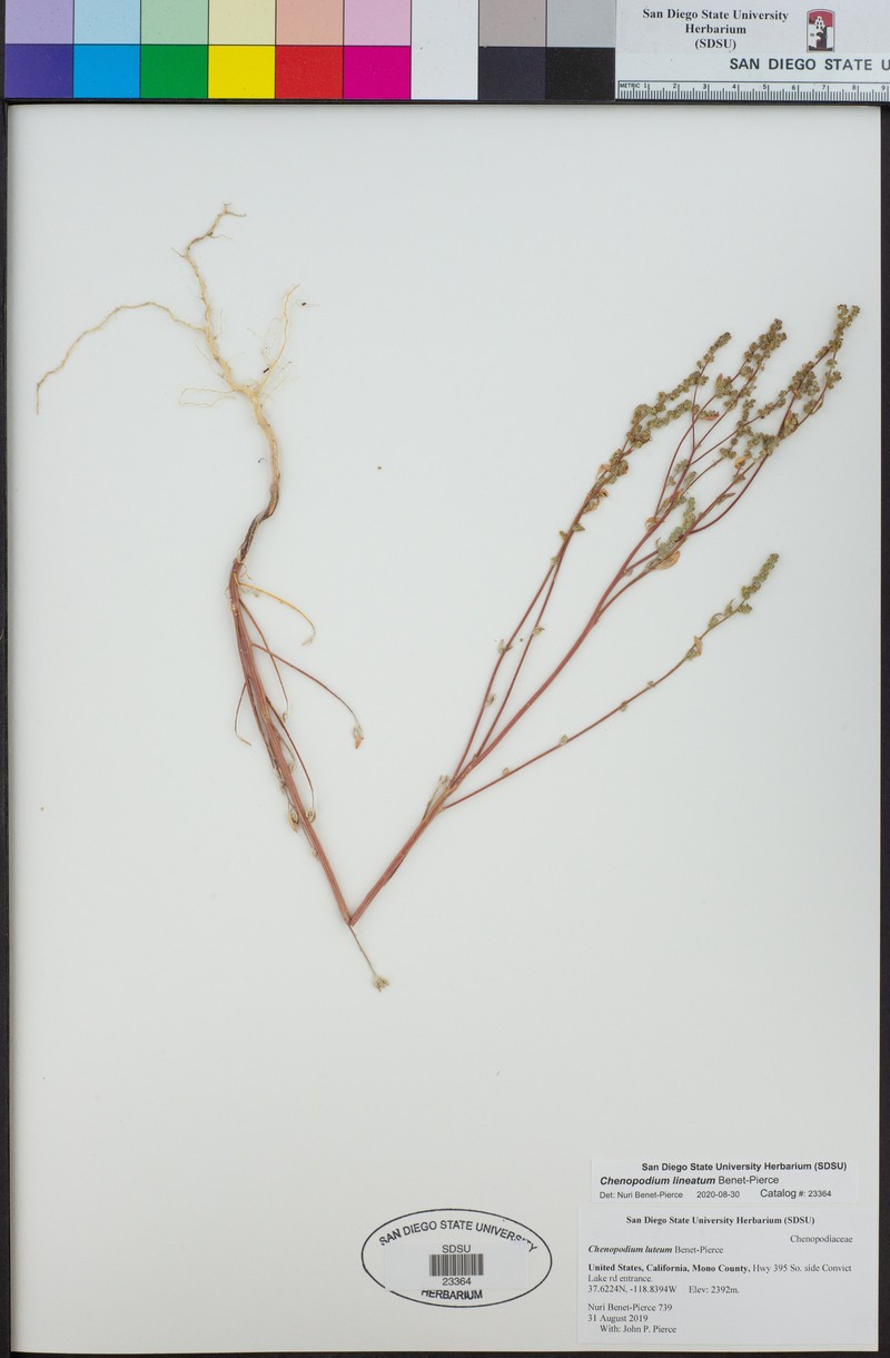 Chenopodium lineatum photo 2