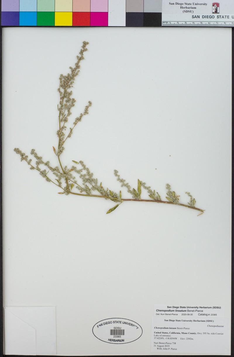 Chenopodium lineatum photo 3