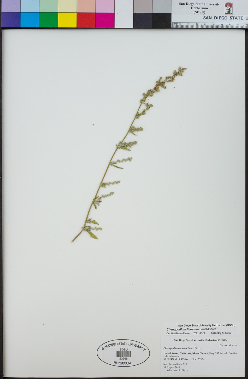 Chenopodium lineatum photo 4
