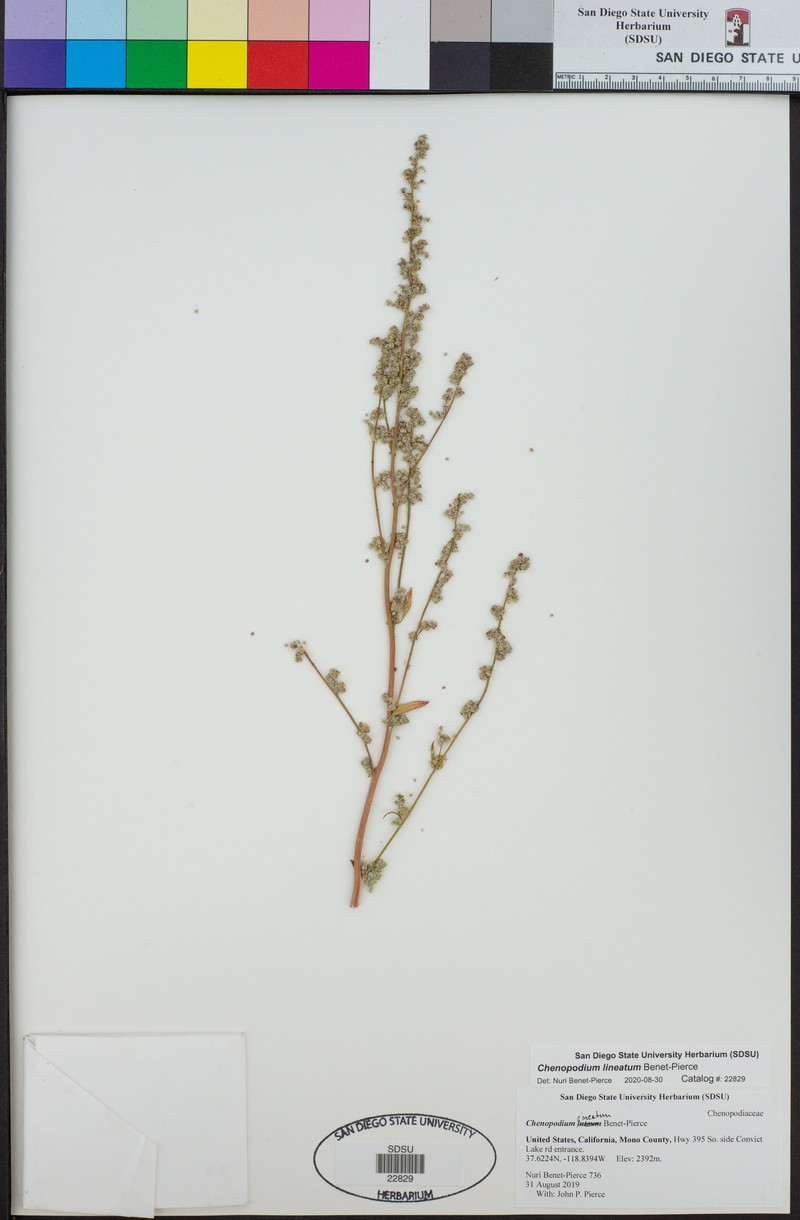 Chenopodium lineatum photo 5