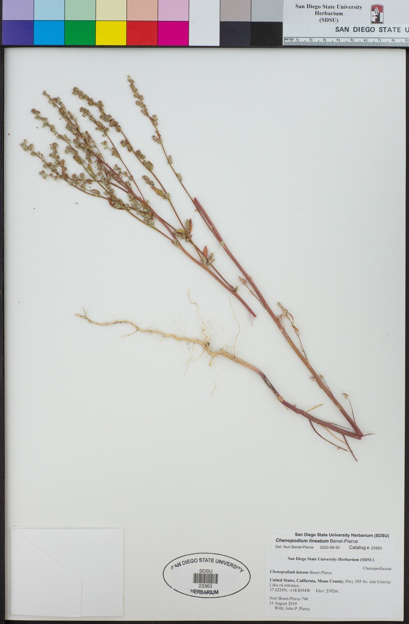 Chenopodium lineatum photo 6