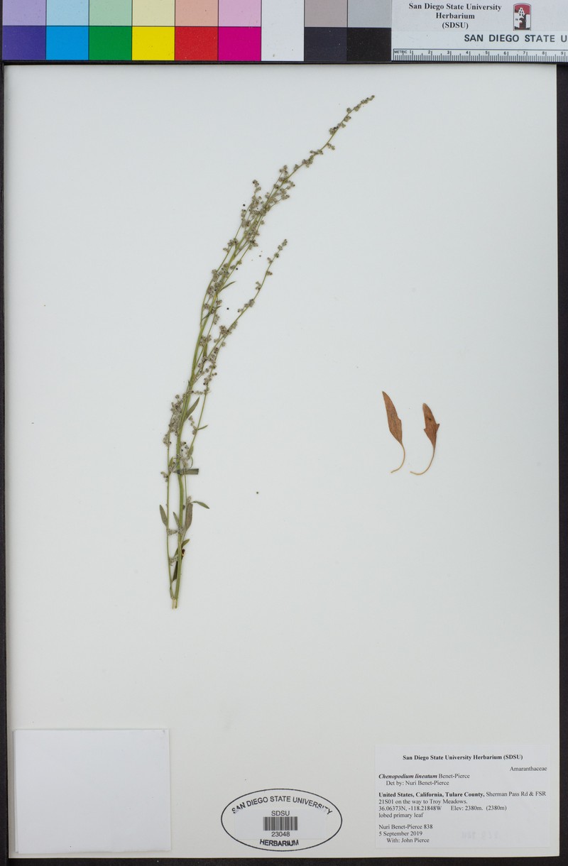 Chenopodium lineatum photo 7