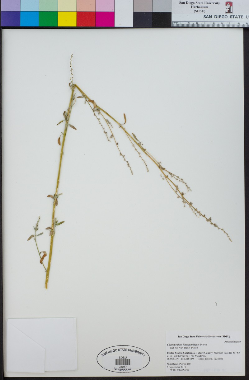 Chenopodium lineatum photo 8