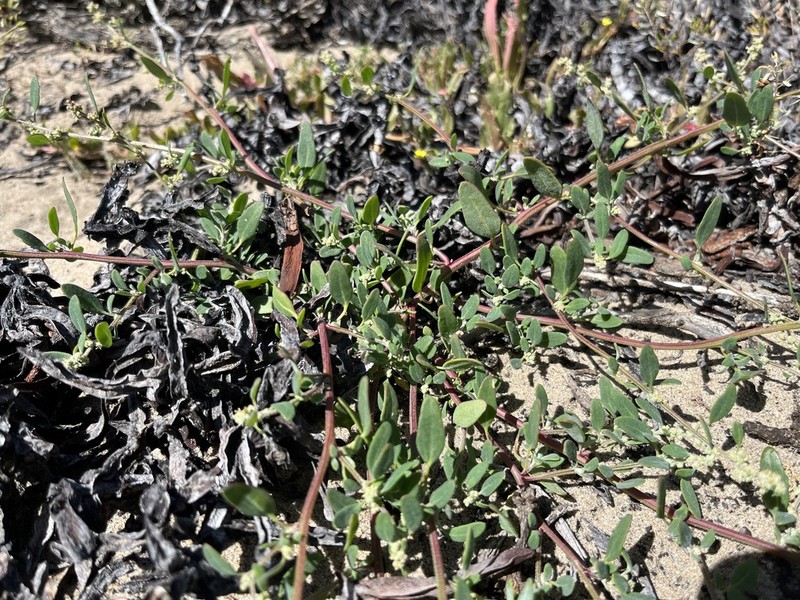 Coastal Goosefoot photo 2