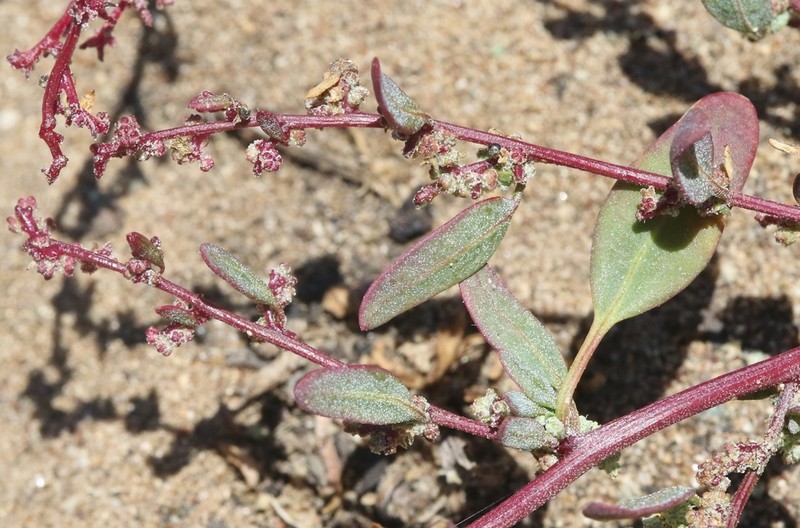 Coastal Goosefoot photo 4