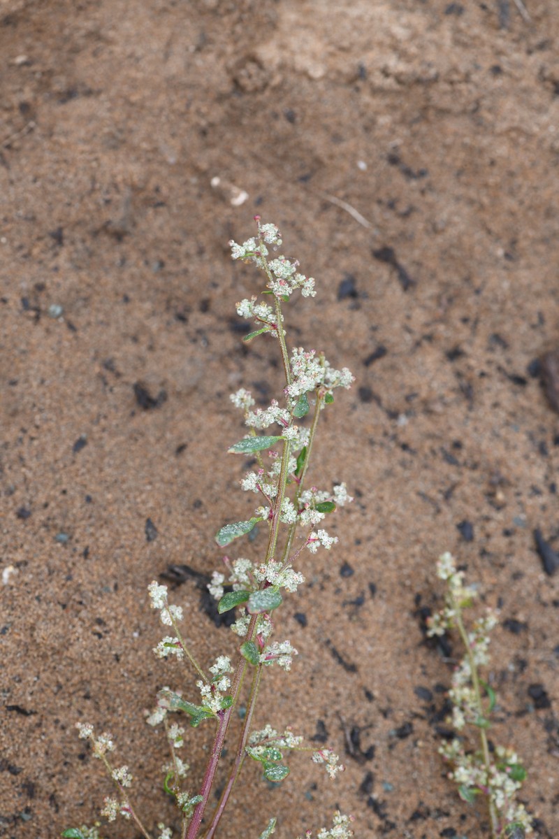 Coastal Goosefoot photo 5