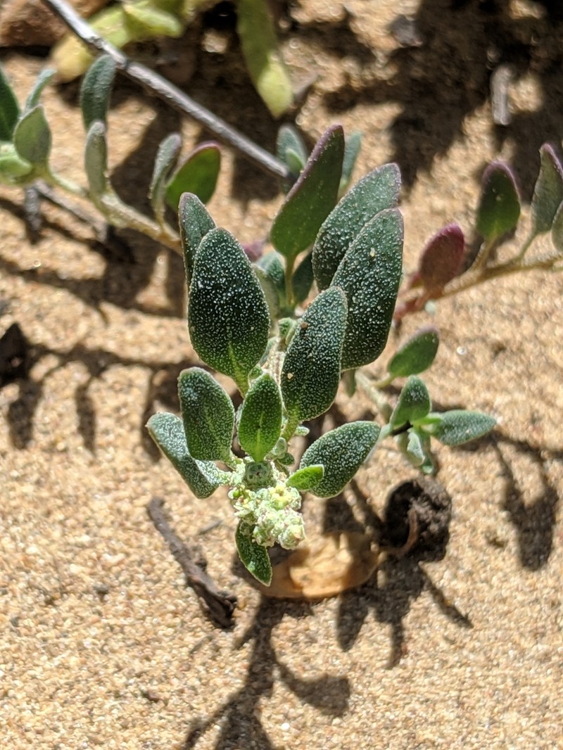 Coastal Goosefoot photo 6