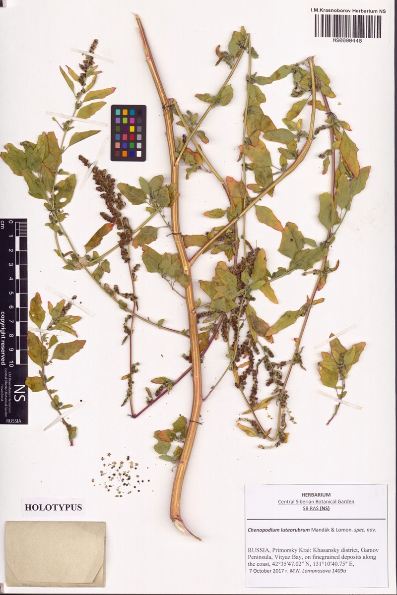 Chenopodium luteorubrum
