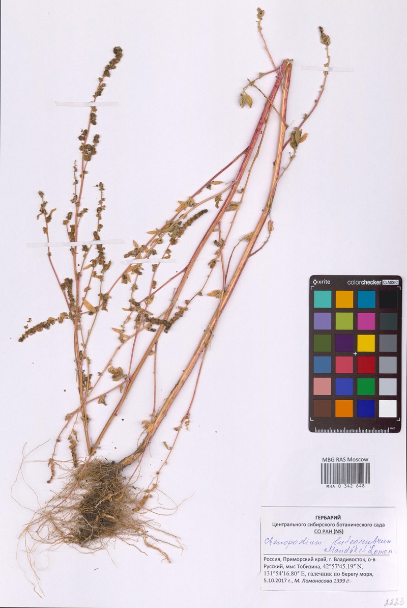 Chenopodium luteorubrum photo 2
