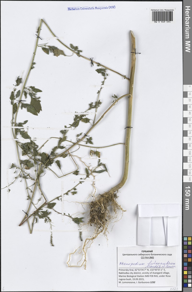 Chenopodium luteorubrum photo 3