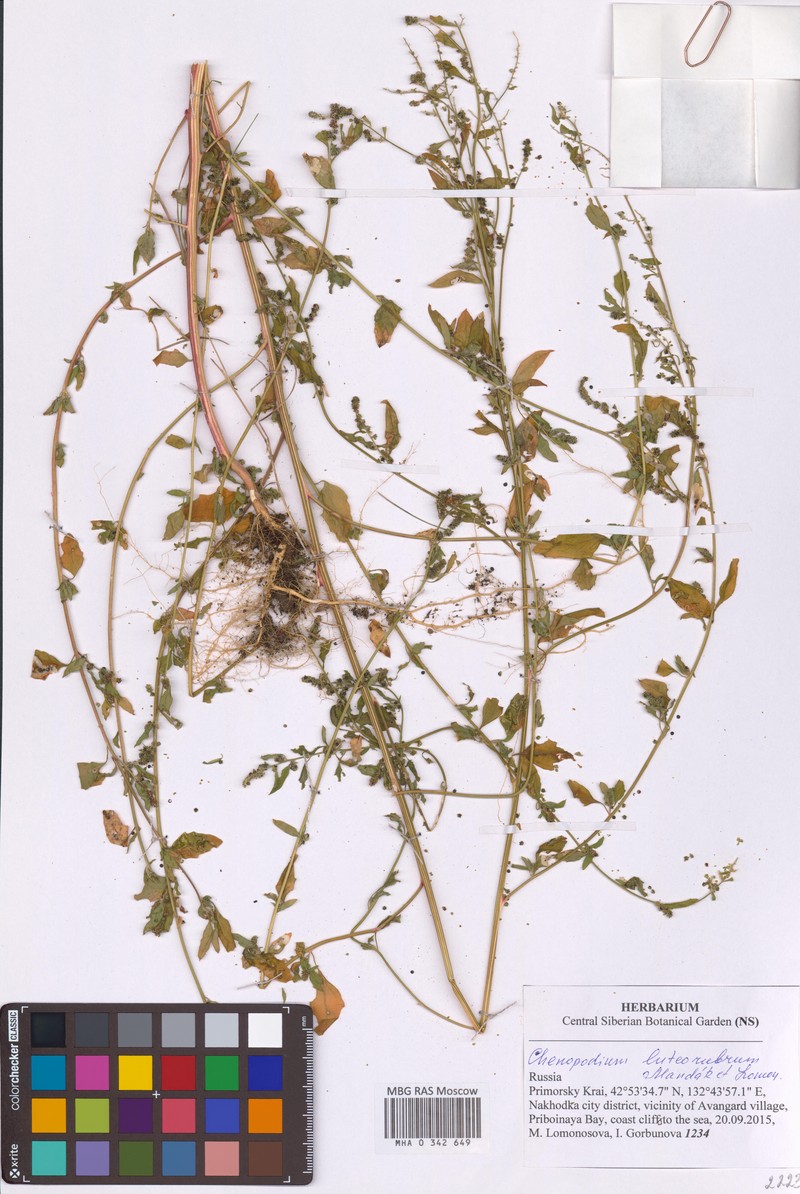 Chenopodium luteorubrum photo 4