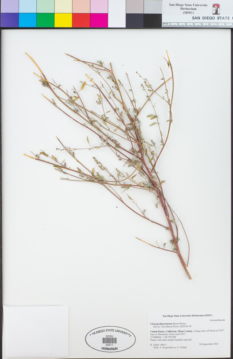 Chenopodium luteum