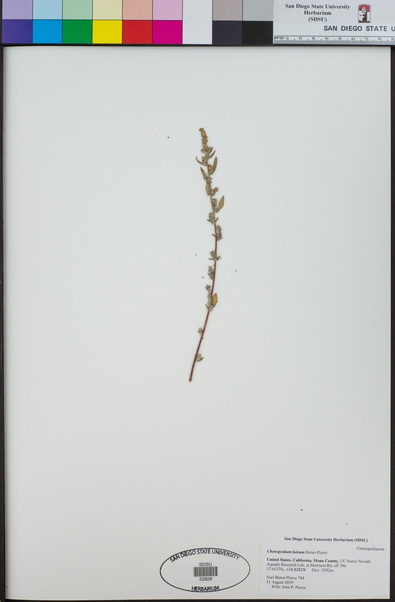 Chenopodium luteum photo 2
