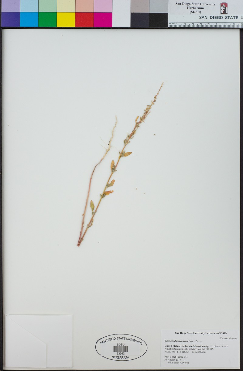 Chenopodium luteum photo 3