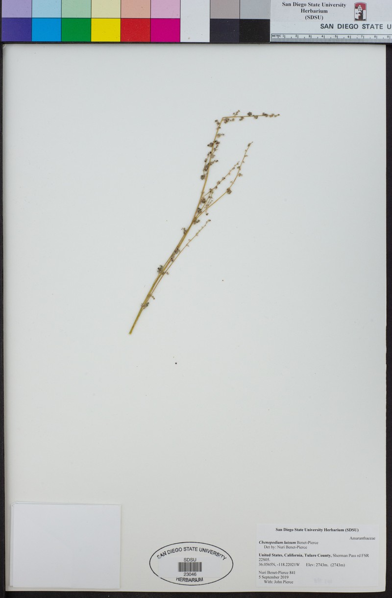Chenopodium luteum photo 4