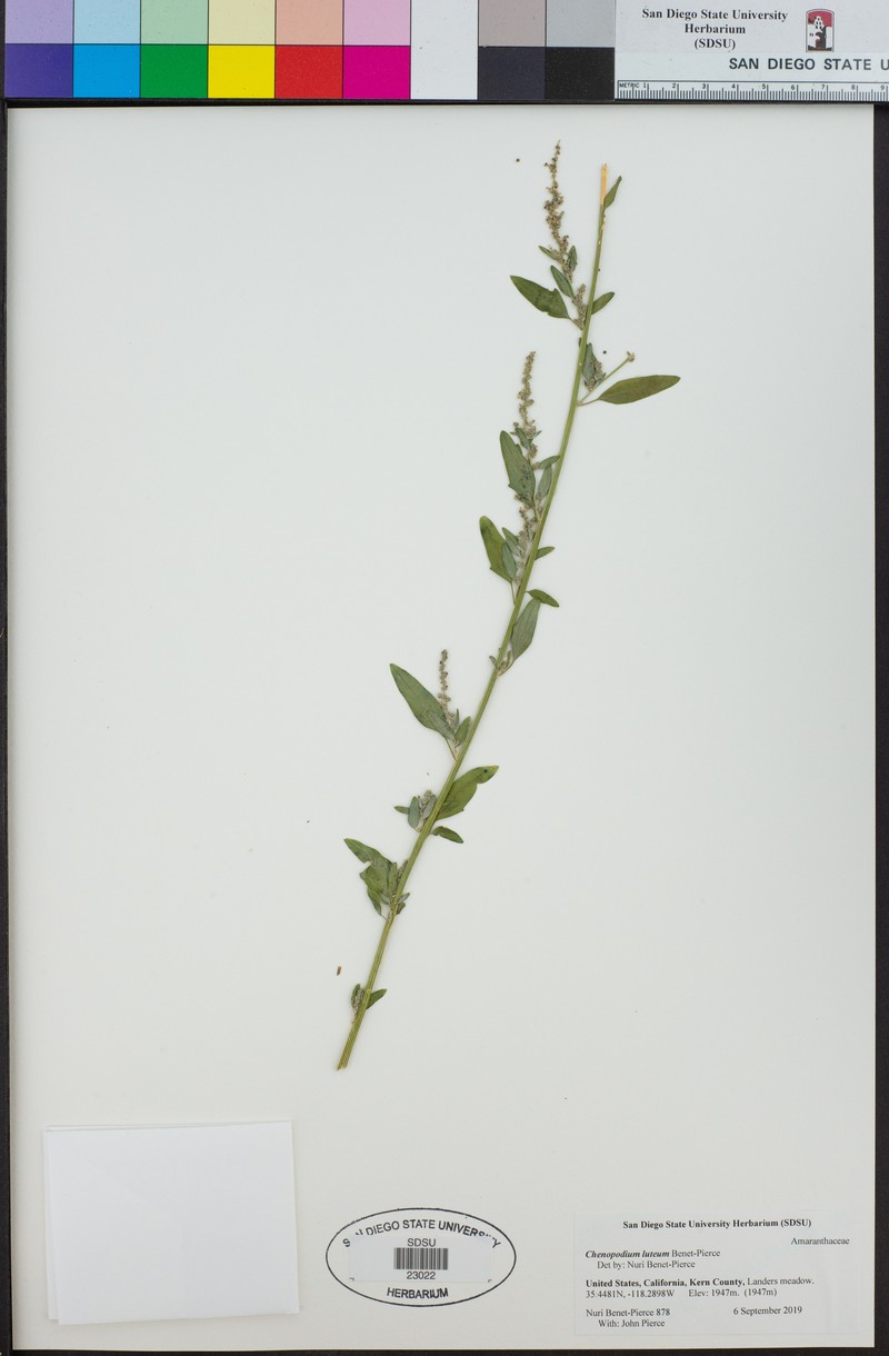 Chenopodium luteum photo 5