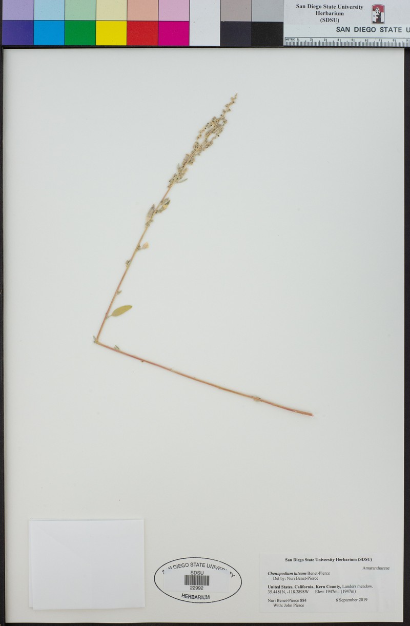 Chenopodium luteum photo 6