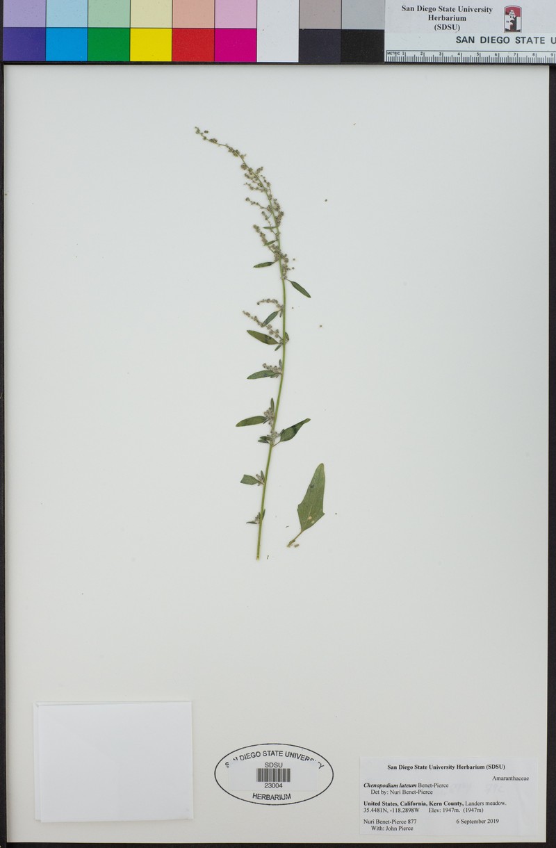 Chenopodium luteum photo 7