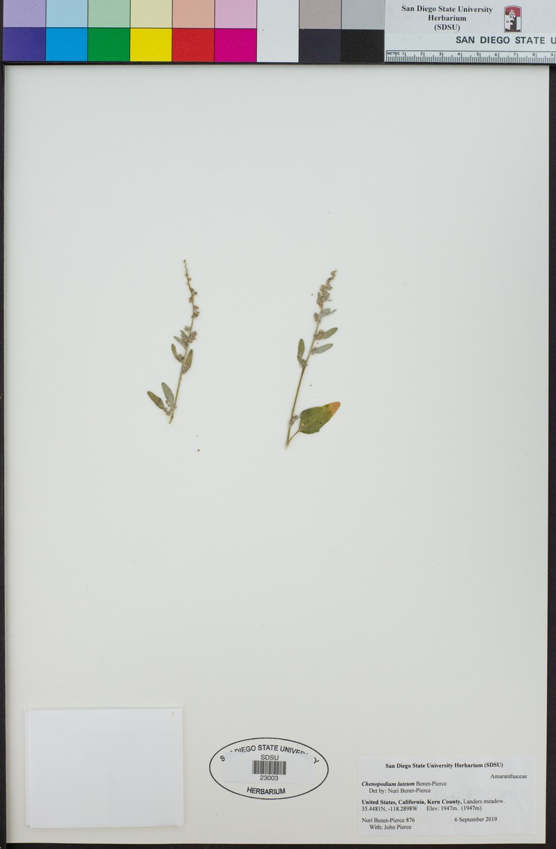 Chenopodium luteum photo 8
