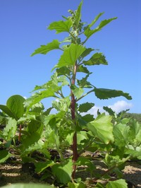 Nettleleaf Goosefoot