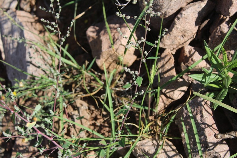 New Mexico Goosefoot
