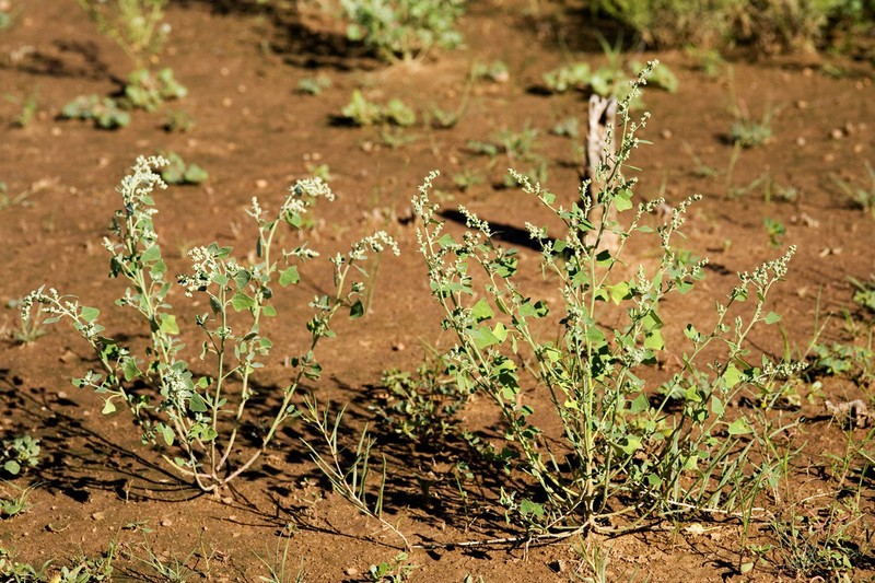 New Mexico Goosefoot photo 3