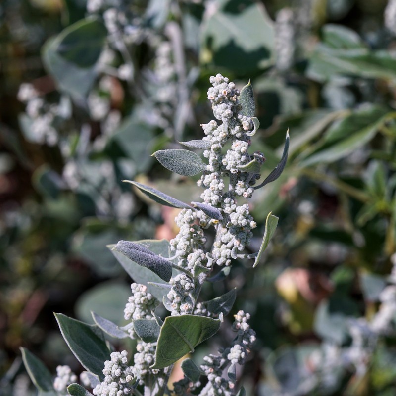 New Mexico Goosefoot photo 4