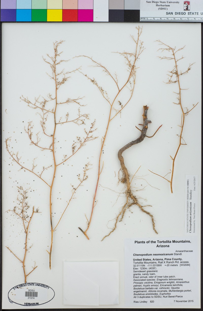 Chenopodium neomexicanum var. arizonicum