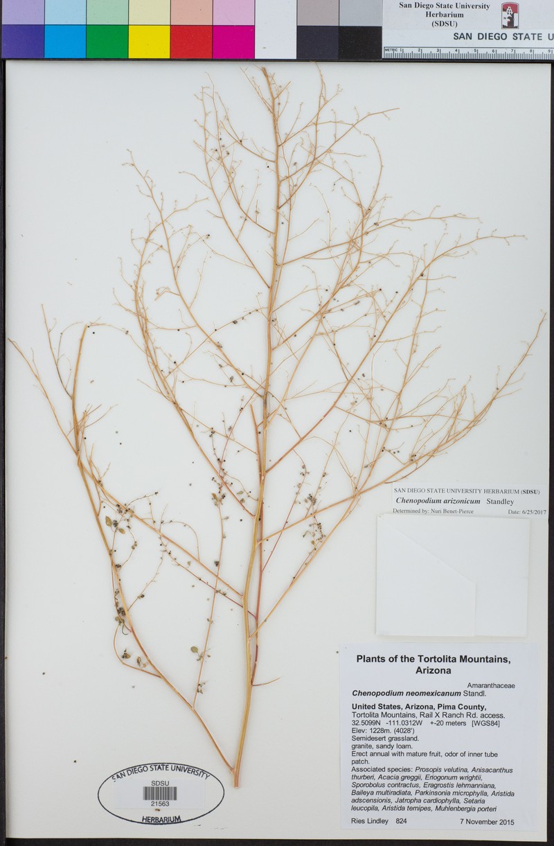 Chenopodium neomexicanum var. arizonicum photo 2
