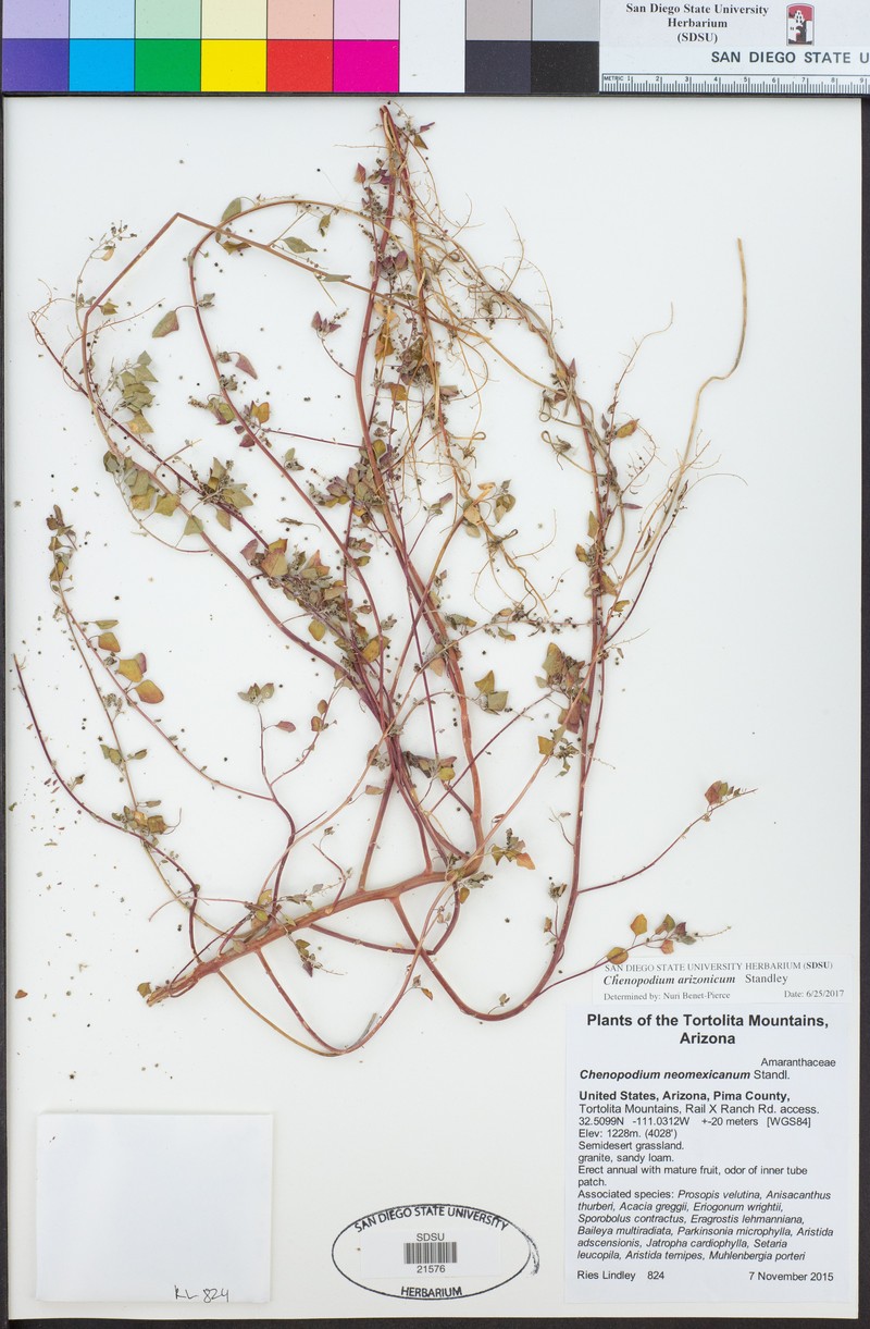 Chenopodium neomexicanum var. arizonicum photo 3