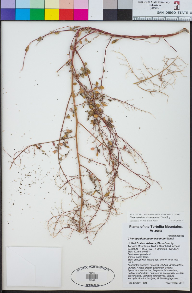 Chenopodium neomexicanum var. arizonicum photo 4