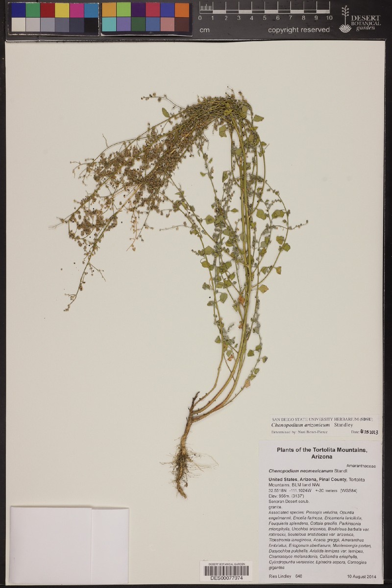 Chenopodium neomexicanum var. arizonicum photo 5