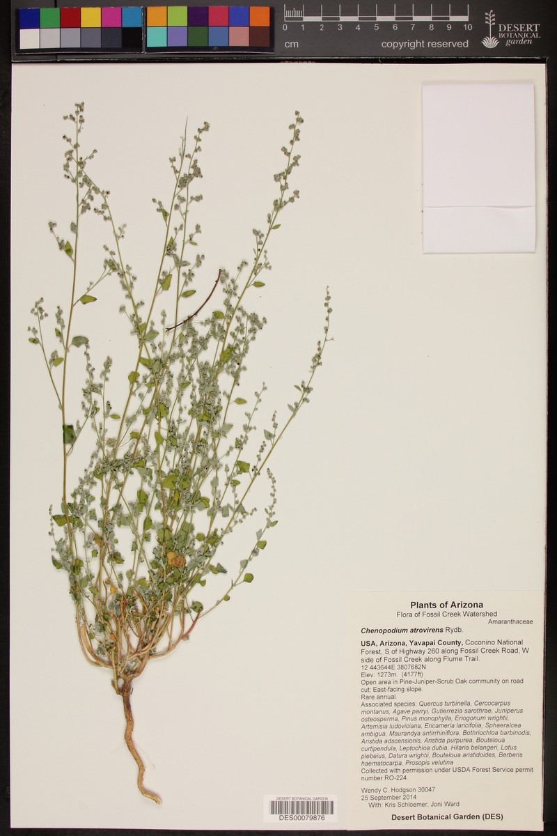 Chenopodium neomexicanum var. arizonicum photo 6