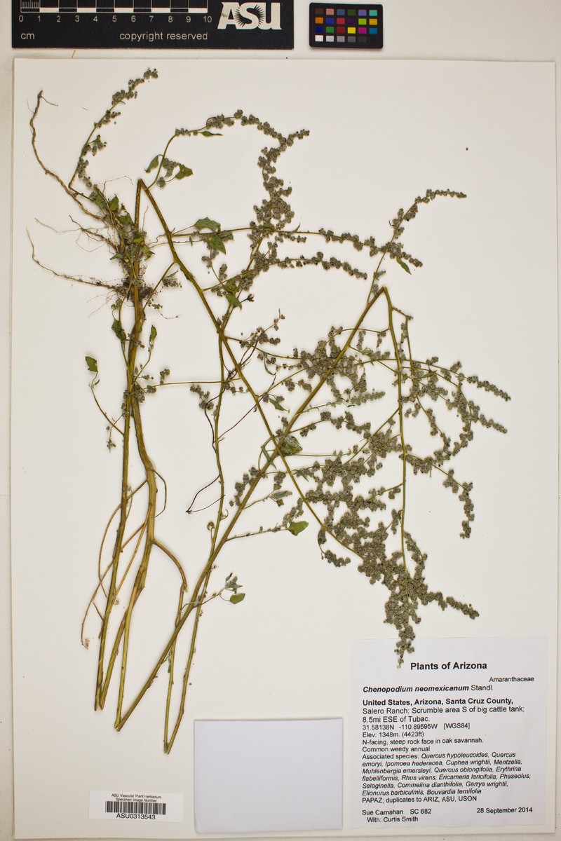 Chenopodium neomexicanum var. arizonicum photo 7