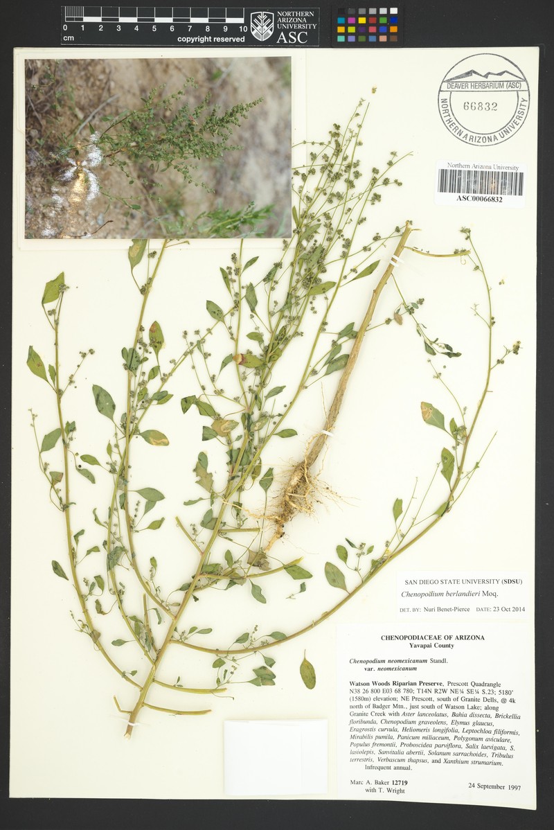 Chenopodium neomexicanum var. neomexicanum