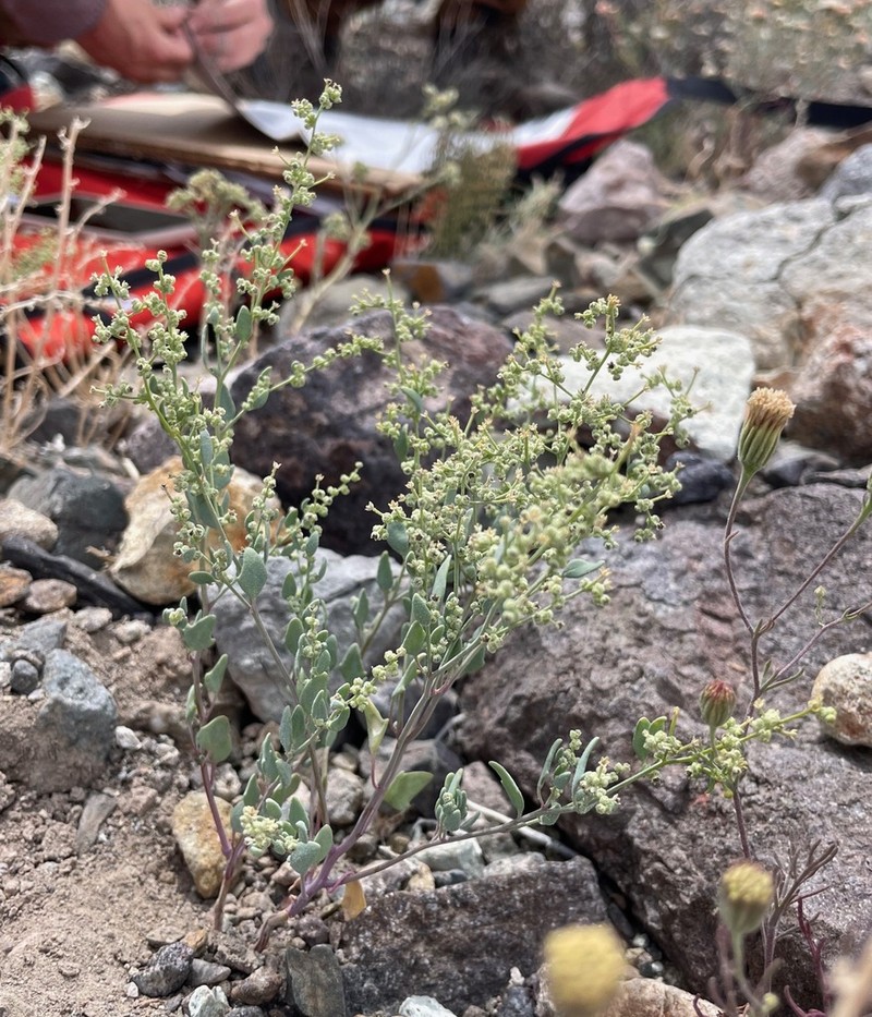 Nevada Goosefoot