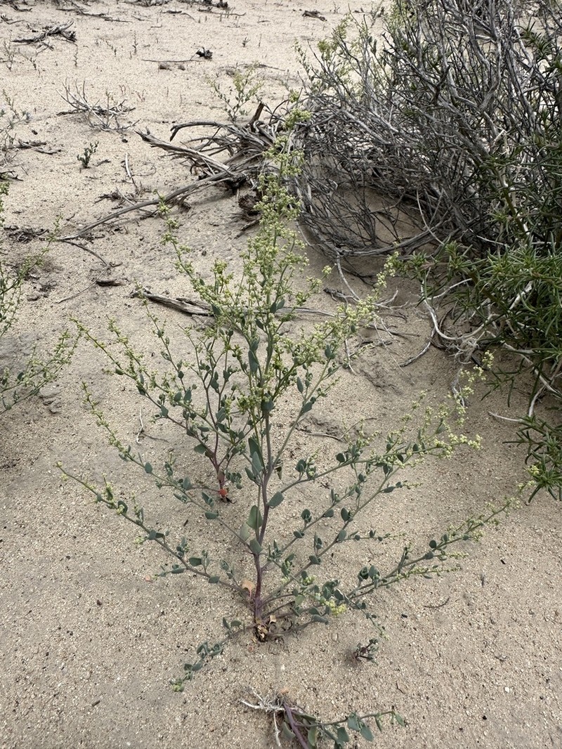Nevada Goosefoot photo 2