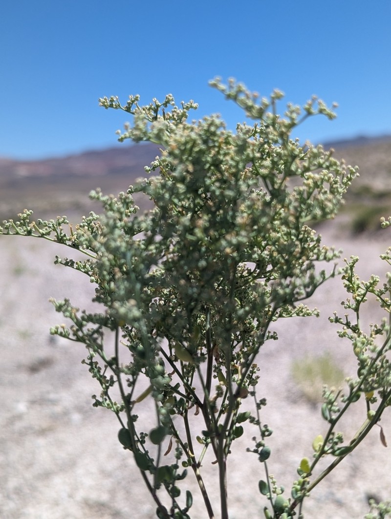 Nevada Goosefoot photo 3