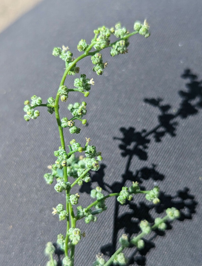 Nevada Goosefoot photo 4