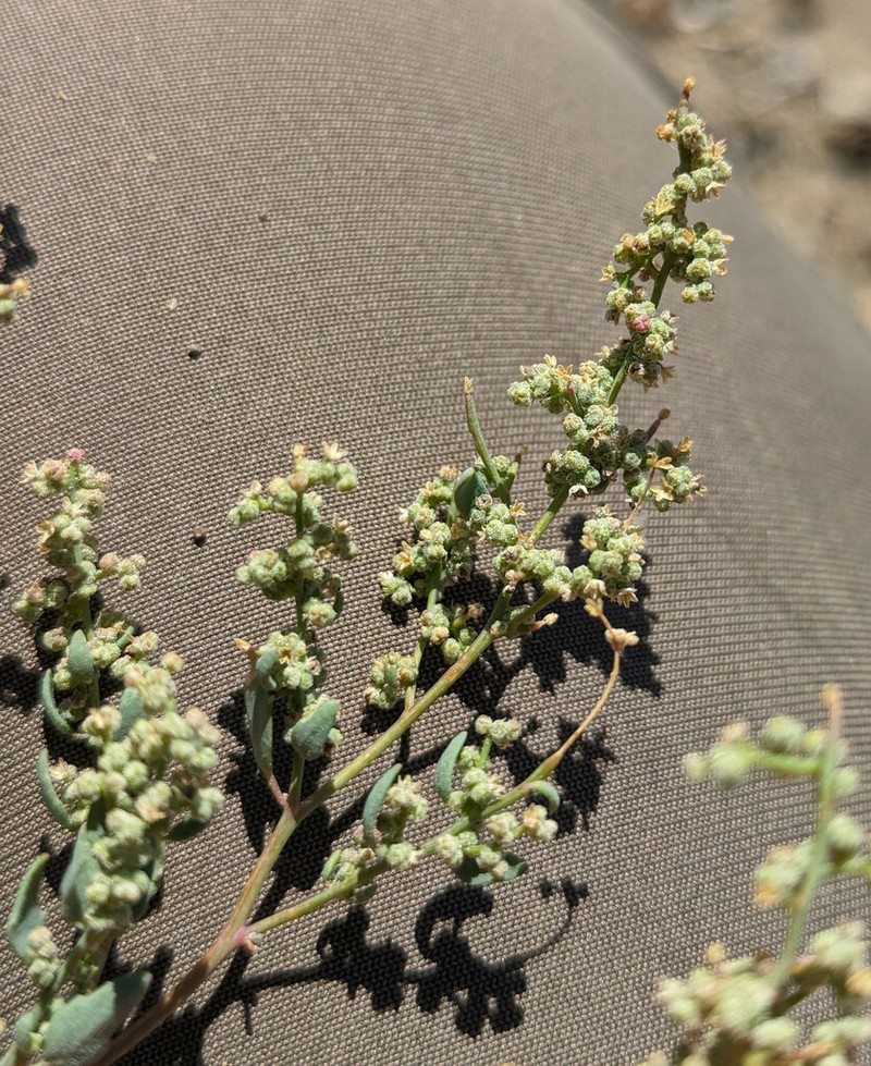 Nevada Goosefoot photo 5