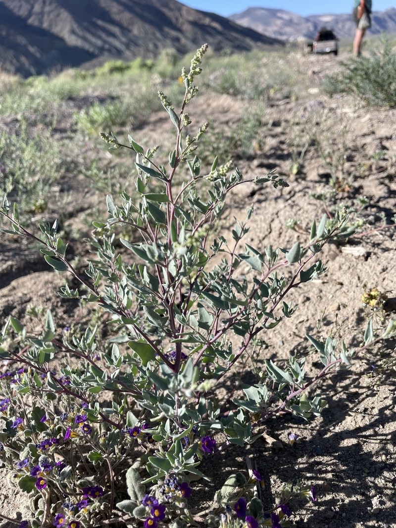 Nevada Goosefoot photo 6