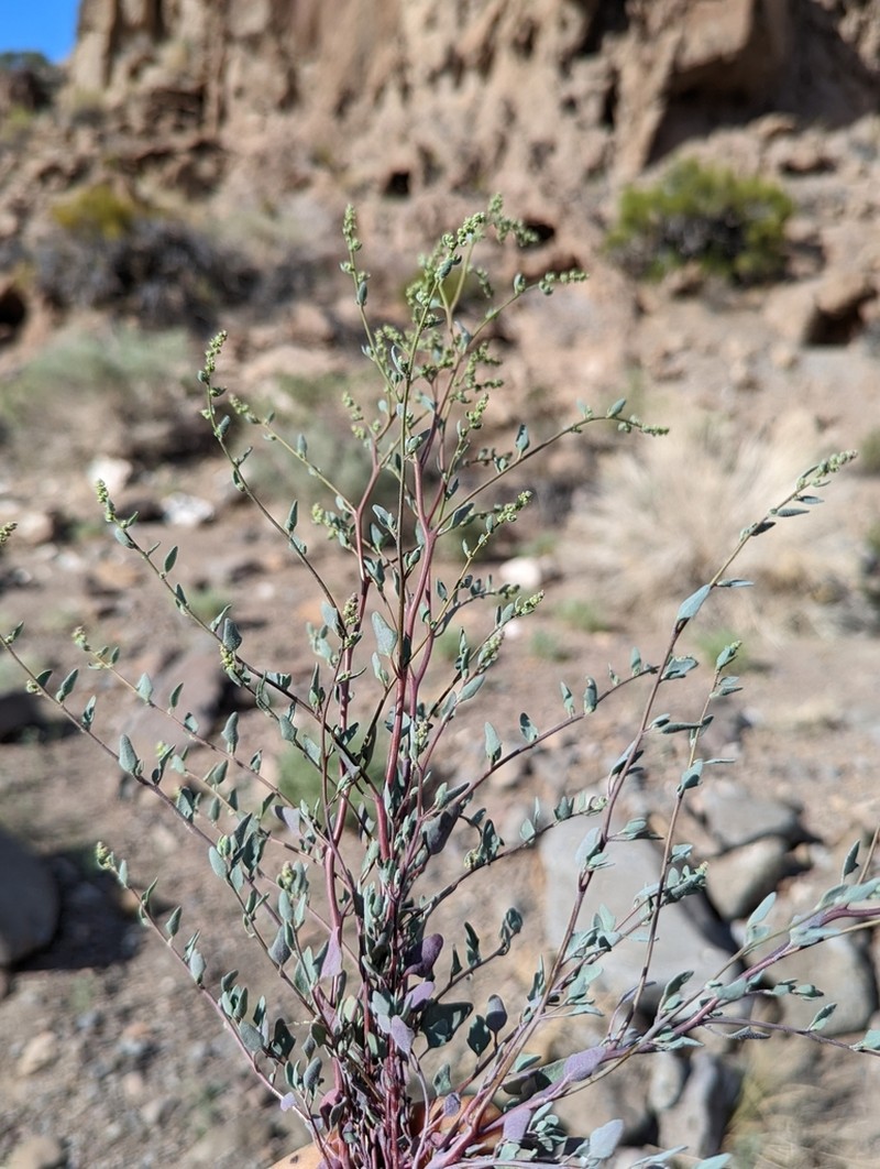 Nevada Goosefoot photo 7