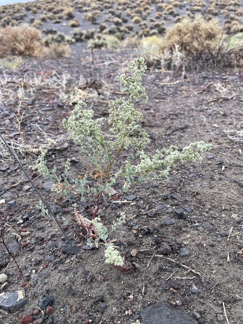 Nevada Goosefoot photo 8