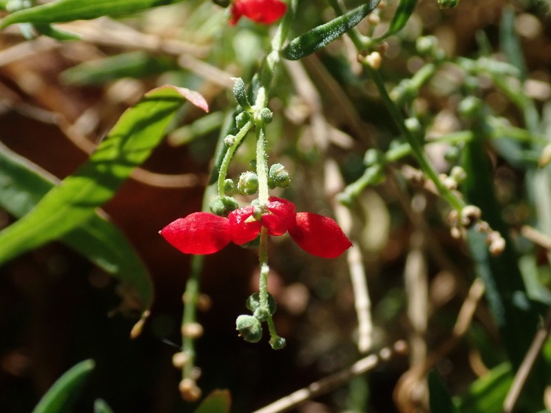 Chenopodium nutans